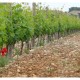 Côtes du Roussillon Mas Baux Velours Rouge 2022