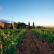 Côtes du Roussillon Mas Baux Velours Rouge 2022