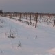 Côtes du Roussillon Mas Baux Velours Rouge 2022