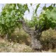 LOIRE Chinon L'Arpenty Vieilles Vignes 2020