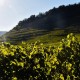 ALSACE Domaine Loberger Pinot Gris Vieilles Vignes 2017