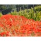 PROVENCE Vin de Pays du Var Domaine Pinchinat Vénus blanc 2023