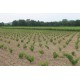 BEAUJOLAIS VILLAGES 2021 SANS SOUFRE Domaine des Nugues