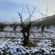 CHÂTEAUNEUF DU PAPE DOMAINE DE CRISTIA 2019