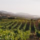 CORSE IGP Île de beauté Domaine Sant'Armettu Cuvée Mino blanc 2022