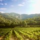 LUBÉRON Domaine Arnia - Michel Blanc - rosé 2021