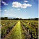 LUBÉRON Domaine Arnia - Michel Blanc - rosé 2021