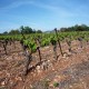 LANGUEDOC IGP Pays d’Hérault-Mont Baudile Les Chemins de Carabote - Syrah 2020