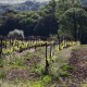 LANGUEDOC IGP Pays d'Hérault Château Coujan Roc & Rolle 2022