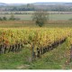 LOIRE Chinon L'Arpenty Vieilles Vignes 2022