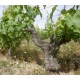 LOIRE Chinon L'Arpenty Vieilles Vignes 2022