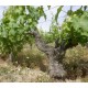 LOIRE Chinon L'Arpenty Vieilles Vignes 2022