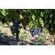 CÔTES DU RHÔNE Domaine de l'Espigouette Latour Bel Air 2022