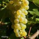 ALSACE - Domaine Baumann-Zirgel - Riesling Streng 2022