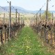 ALSACE - Domaine Baumann-Zirgel - Riesling Streng 2022
