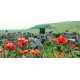 ALSACE - Domaine Baumann-Zirgel - Crémant 2021