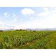 CHIROUBLES Domaine Matray et Filles Le Truges 2023