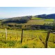 CHIROUBLES Domaine Matray et Filles Le Truges 2023