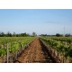 SABLE DE CAMARGUE AOP- Domaine de la Fourmi Guiraud - Gris Rosé 2025