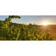 IGP Vallée du Paradis - Languedoc - Domaine Montluzia - Coup 2 foudres Blanc 2025 Catalogue Produits 