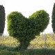 LANGUEDOC - Vin de France - Château Coujan - Culottée