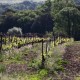 LANGUEDOC - Vin de France - Château Coujan - Culottée